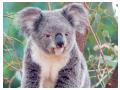 Koala smile