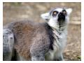 Lemur