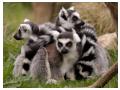 Lemurs