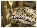 Leopard african