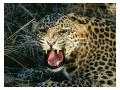 Leopard amazon