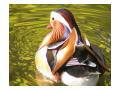 Mandarin Duck