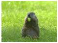Marmota