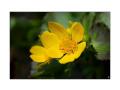 Marsh-Marigolds