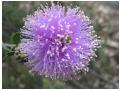 melaleuca melaleuca
