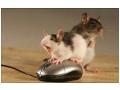 Mouse si mouse