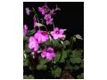 oxalis 2 oxalis 2