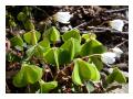 oxalis acetosella oxalis acetosella