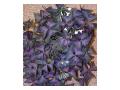 oxalis oxalis