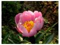 PAEONIA