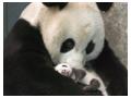 Panda si puiul