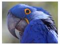 Papagal Amazonian