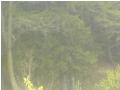 peisaj din natura