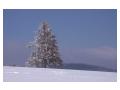 peisaj de iarna - copac singuratic