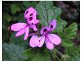 PELARGONIUM