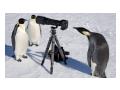 Pinguini - sedinta foto