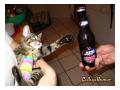 Pisica si alcoolul