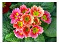 PRIMULA