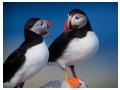 Puffins