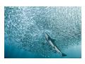Rechin inconjurat de sardine
