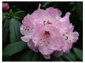 RHODODENDRON