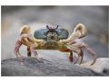 Scarabeu