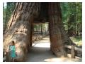 Sequoia cu tunel