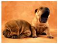 Shar Pei puppys