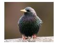 Starling