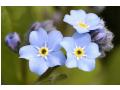stiti ce floare e? stiti ce floare e?
