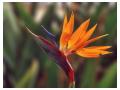 STRELITZIA