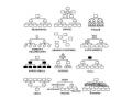 Structuri de conducere Structuri de conducere