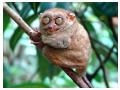 Tarsier