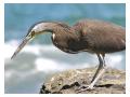TIger Heron