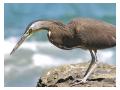 TIger Heron