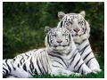 Tigri albi bengalezi