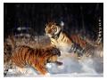 Tigri luptanduse