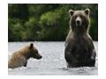 Ursi din Alaska
