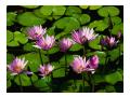 water lilies