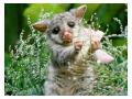 Wombat baby