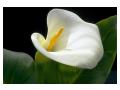 ZANTEDESCHIA