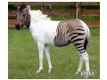 Zebra?